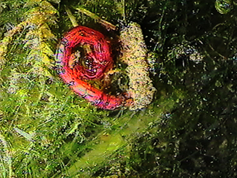 Video filmed under a microscope showing the red color of the chironomid.