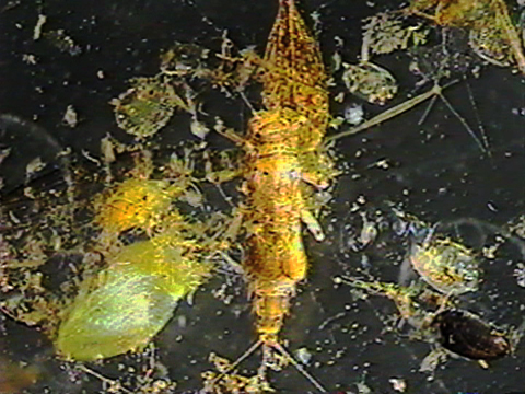 Video filmed under a microscope of an ephemeropteran.