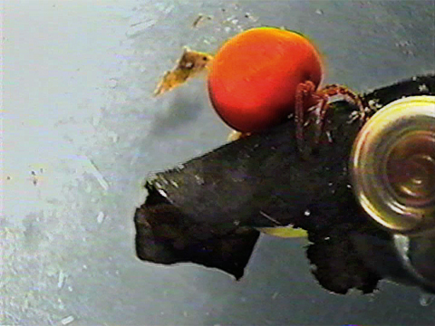 Vidéo filmée au microscope montrant un hydracarien attaquant un hémiptère.