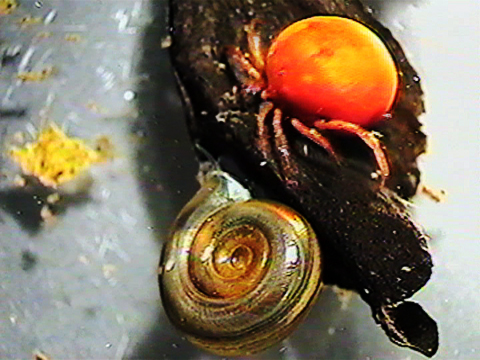 Video filmed under a microscope showing an hydracarina near a gastropod