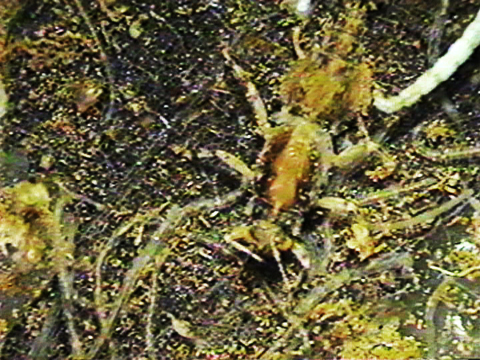 Vidéo filmée au microscope montrant une larve d’éphémère se nourrissant.