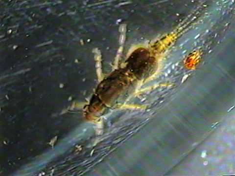 Video filmed under a microscope showing the movements of an ephemeropteran larva