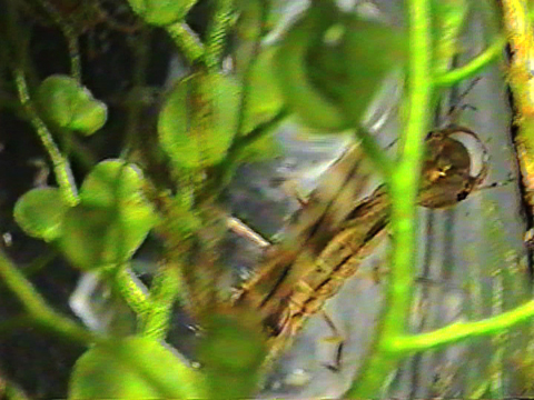 Video filmed under a microscope showing the movements of a diving beetle