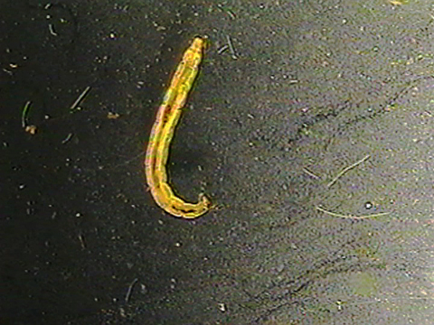 Video filmed under a microscope showing the movements of a bloodworm