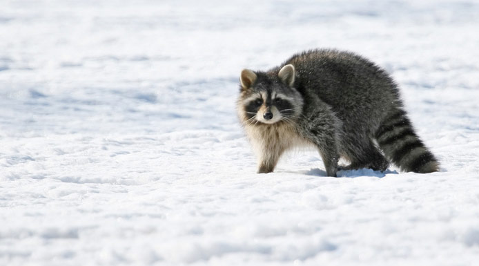 Racoon walking in the snow.
