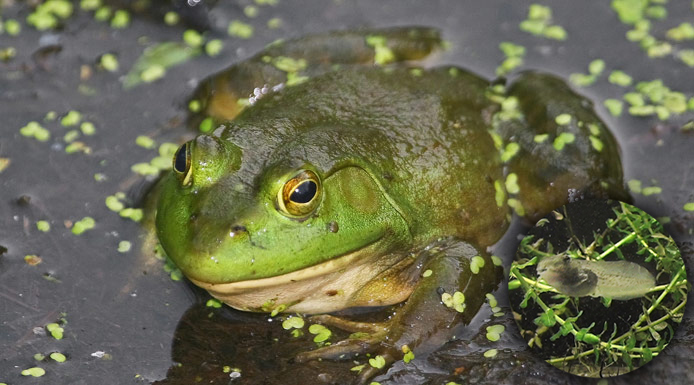 Adult Bullfrog and tadpole of Northern Leopard Frog 