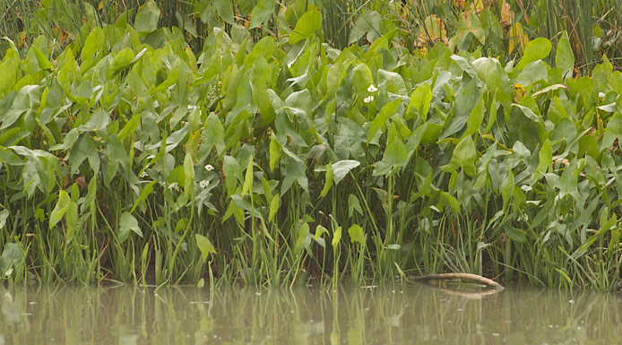 Arrowheads in a marsh