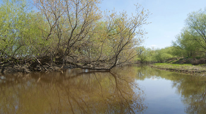 Trees bent over the water in De Lavallière Bay.