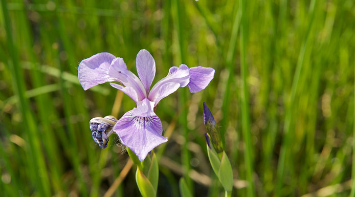 Fleur violette d’iris versicolore vue de près