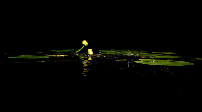 Deux fleurs jaunes de nénuphar sur l’eau