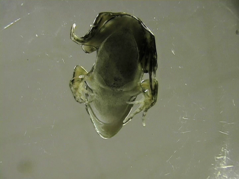 Vidéo montrant une petite grenouille léopard en vue  ventrale dans un aquarium.