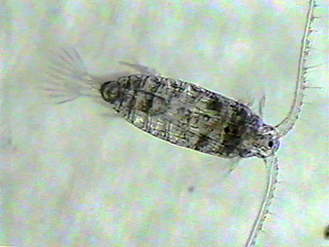 Video filmed under a microscope of calanoid copepods.