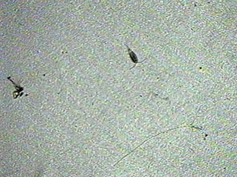 Video filmed under a microscope of Cyclopoid copepods.