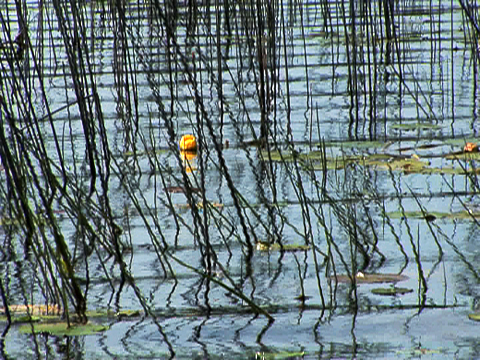 Video of a yellow flower and leaves of Pond-lily among bullrushes