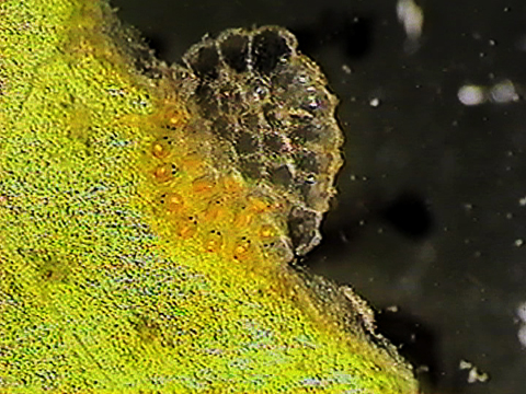 Video filmed under a microscope of eggs of water mites