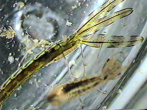 Video filmed under a microscope of a zygopteran larva