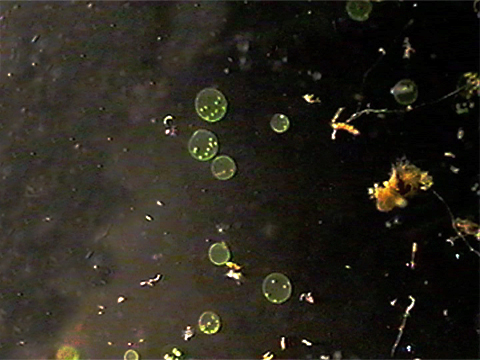 Video filmed under a microscope of colonies of the algae Volvox moving.